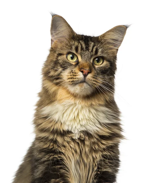 Gros plan d'un Maine Coon détournant les yeux — Photo