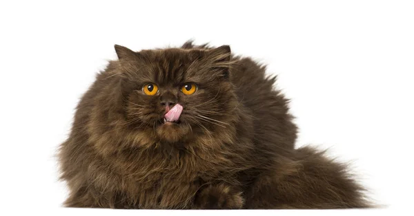 British Longhair lying, licking and looking up — Stock Photo, Image