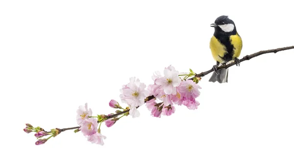 Great tit perched on a flowering branch, Parus major, isolated o — Stock Photo, Image