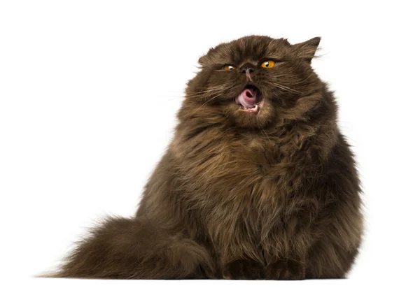 British Longhair  sitting and yawning — Stock Photo, Image
