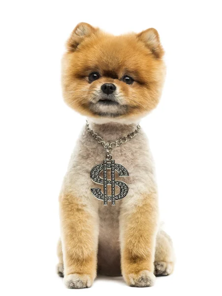 Groomed Pomeranian dog sitting and wearing a dollar necklace — Stock Photo, Image