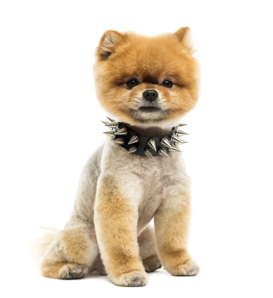 Curato cane pomeriano seduto indossando un colletto a spillo — Foto Stock