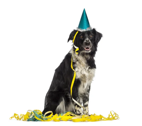 Border Collie wearing a party hat and sitting in serpentines — Stock Photo, Image