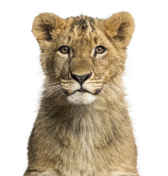 Close-up de um filhote de leão olhando para a câmera — Fotografia de Stock