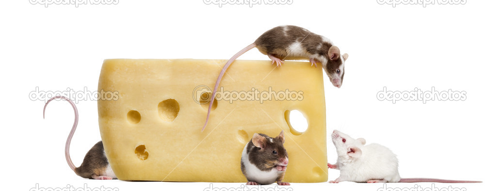 mouse perched on top of a big piece of cheese, looking down, Mus