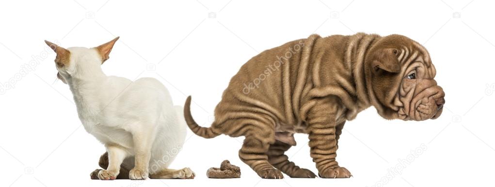 Dog defecating next to a disgusted cat