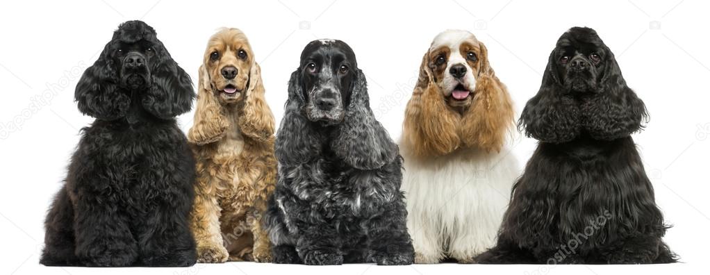 Front view of a group of American Cocker Spaniels sitting