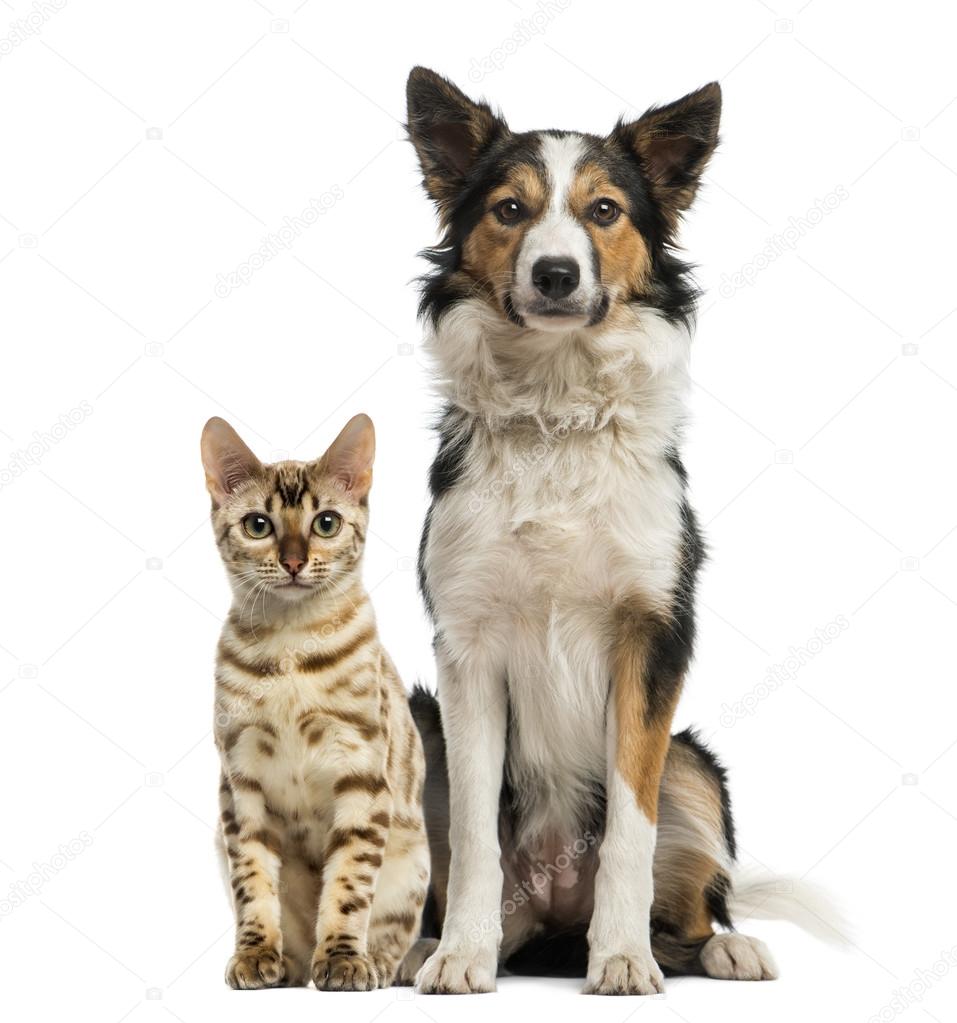 depositphotos_43551985-stock-photo-cat-a