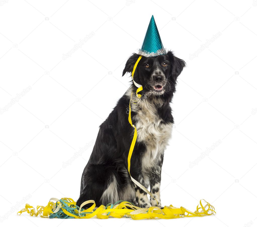 Border Collie wearing a party hat and sitting in serpentines