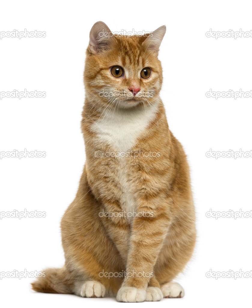 Ginger European Shorthair sitting and looking away — Stock Photo