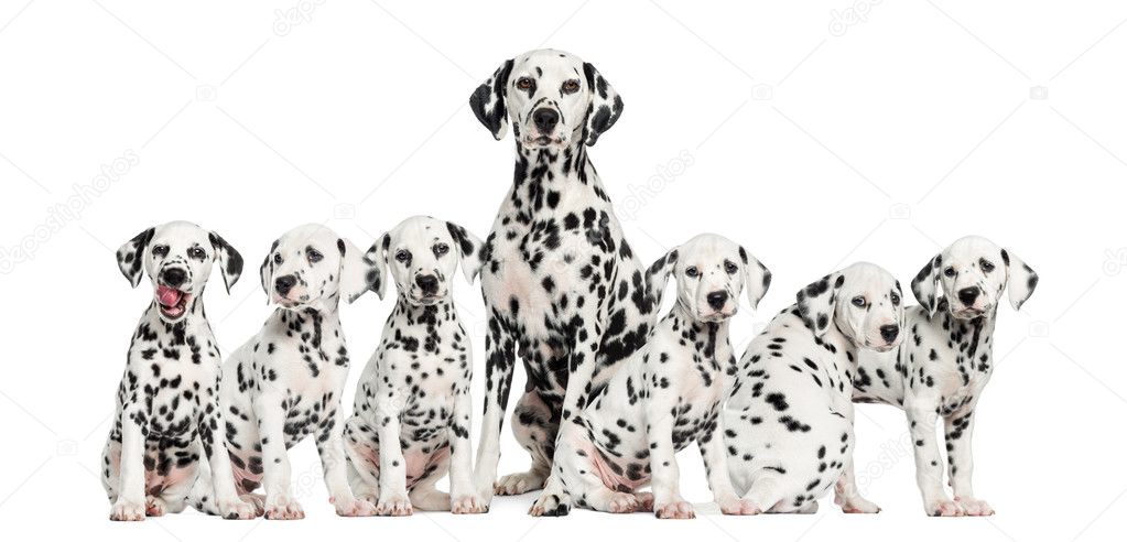 Mother Dalmatian sitting between her puppies