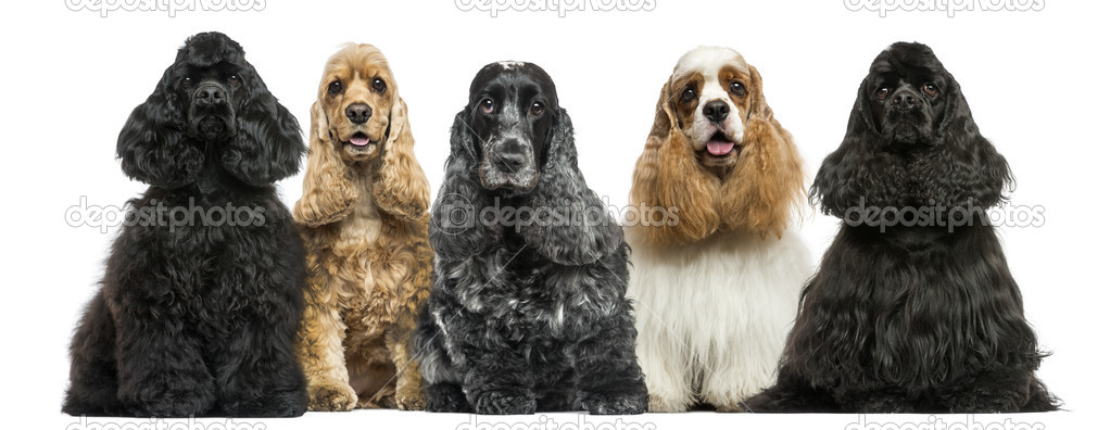 Front view of a group of American Cocker Spaniels sitting