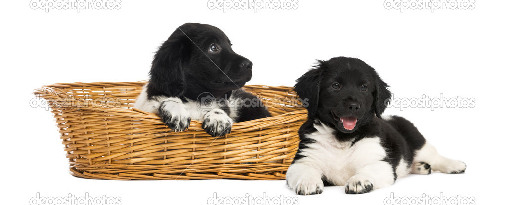 Two Stabyhoun puppies in a wicker basket