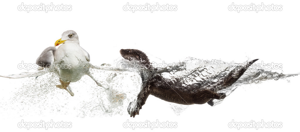 European Otter swimming to an European Herring Gull gooing  away