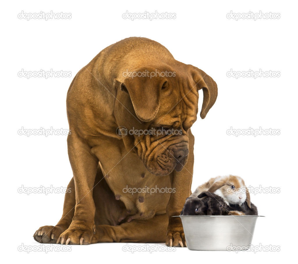 Dogue de Bordeaux sitting and looking at rabbits in a dog bowl