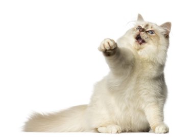 tahriş olmuş birman kadar pawing