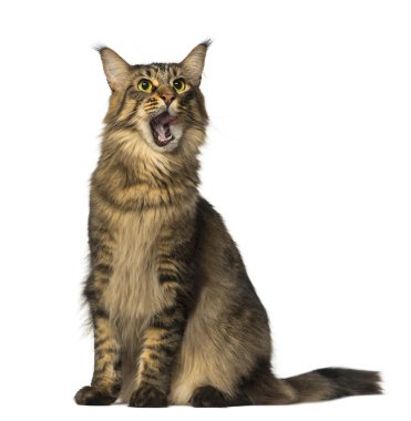 oturma ve seyir maine coon