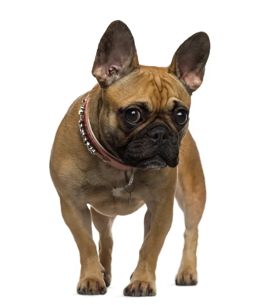 French Bulldog standing and looking at the camera — Stock Photo, Image