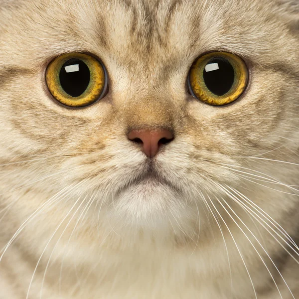 英国短毛猫着相机的镜头特写 — 图库照片