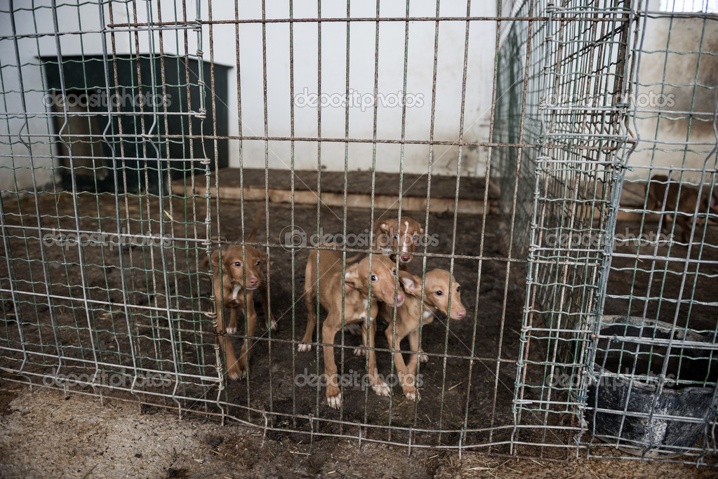Abandoned dogs in a cage Stock Photo by ©lifeonwhite 43603227