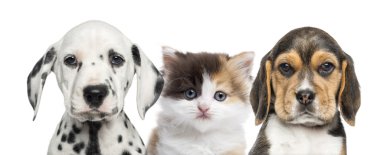 Close-up of a kitten between two puppies looking at the camera clipart