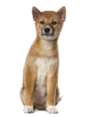 beyaz izole oturma shiba Inu köpek yavrusu (3 ay)