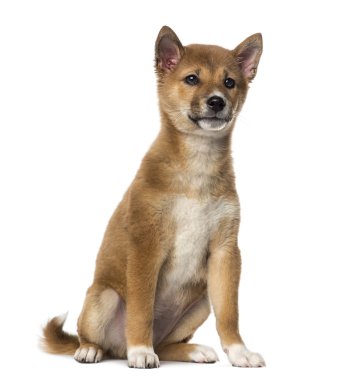 beyaz izole oturma shiba Inu köpek yavrusu (3 ay)