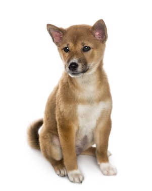 beyaz izole oturma shiba Inu köpek yavrusu (3 ay)