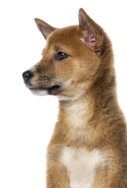 yan görünüm üzerinde beyaz izole shiba Inu yavru köpek (3 ay)