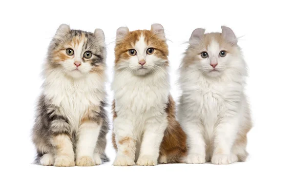 Group of Kittens — Stock Photo, Image