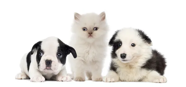 Μαύρο και άσπρο puppies και γατάκι — Φωτογραφία Αρχείου