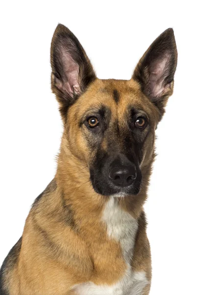 Close-up of a German shepherd, isolated on white — Stock Photo, Image