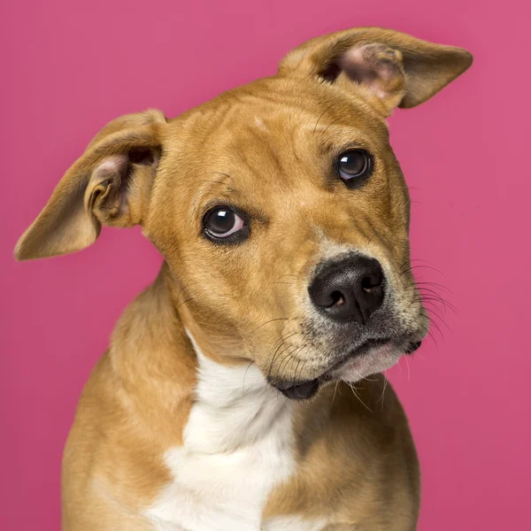 Close-up de um American Staffordshire Terrier (5 meses de idade ) — Fotografia de Stock