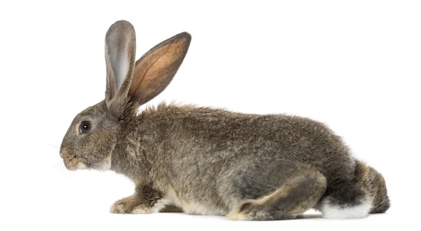 Rabbit, isolated on white — Stock Photo, Image