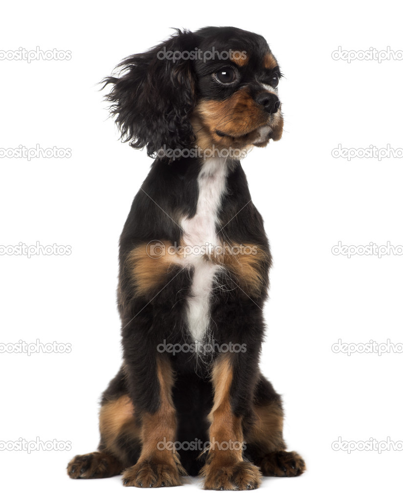 Cavalier King Charles Spaniel puppy looking away (4 months old)