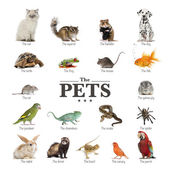 Картина, постер, плакат, фотообои "poster of pets in english", артикул 44341121