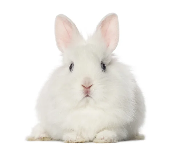 Conejo blanco, aislado en blanco — Foto de Stock