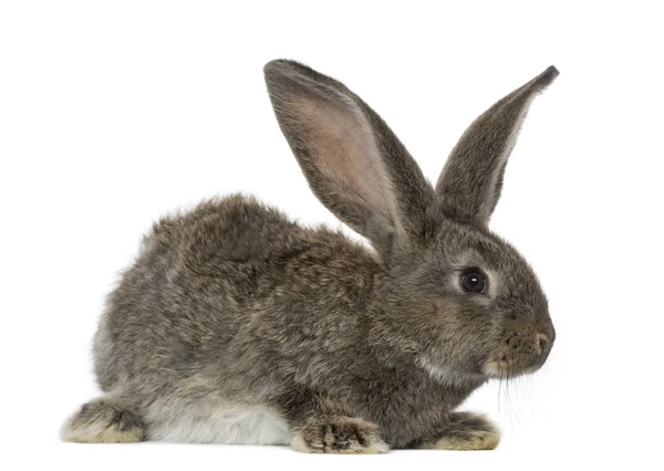 Conejo, aislado en blanco — Foto de Stock