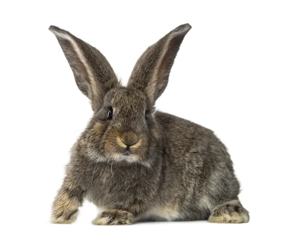 Conejo, aislado en blanco — Foto de Stock