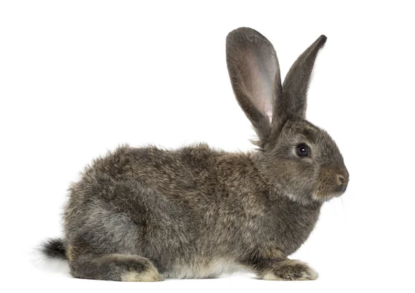 Conejo, aislado en blanco — Foto de Stock