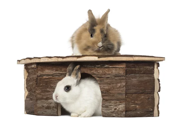 Tavşan barınak çevresinde — Stok fotoğraf