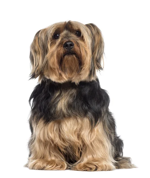 Yorkshire Terrier (6 Jahre)) — Stockfoto