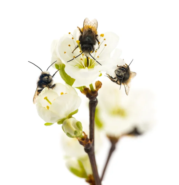 Grupo de abejas polinizando una flor - Apis mellifera, aislado en —  Fotos de Stock