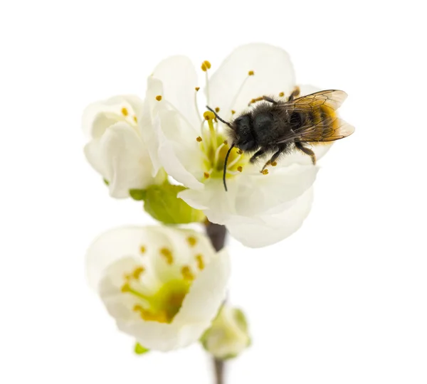 Bee pollinating a flower - Apis mellifera, isolated on white — Stock Photo, Image