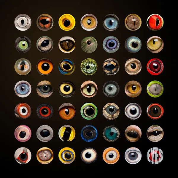 Sammansättningen av djurens ögon i cercle — Stockfoto