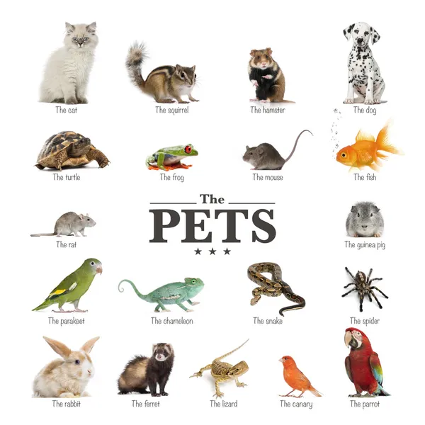 Poster di animali domestici in inglese — Foto Stock