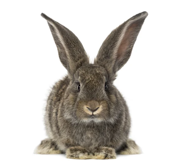 Front view of a Rabbit, isolated on white Royalty Free Stock Images