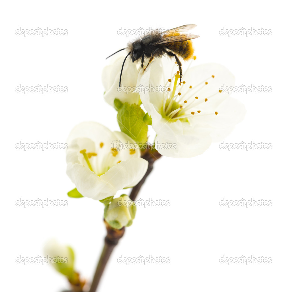 Bee pollinating a flower - Apis mellifera, isolated on white