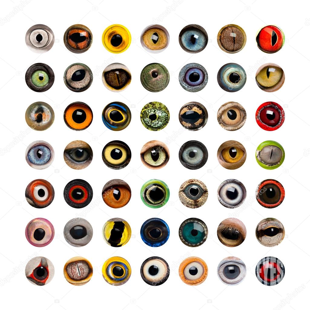 Composition of Animal eyes, isolated — Stock Photo © lifeonwhite 44340809