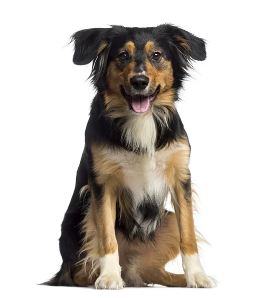 Border Collie sitting and panting (2 years old) — Stock Photo, Image